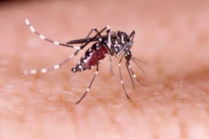 aedes-aegypti-300x200 CAPITAL SAÚDE