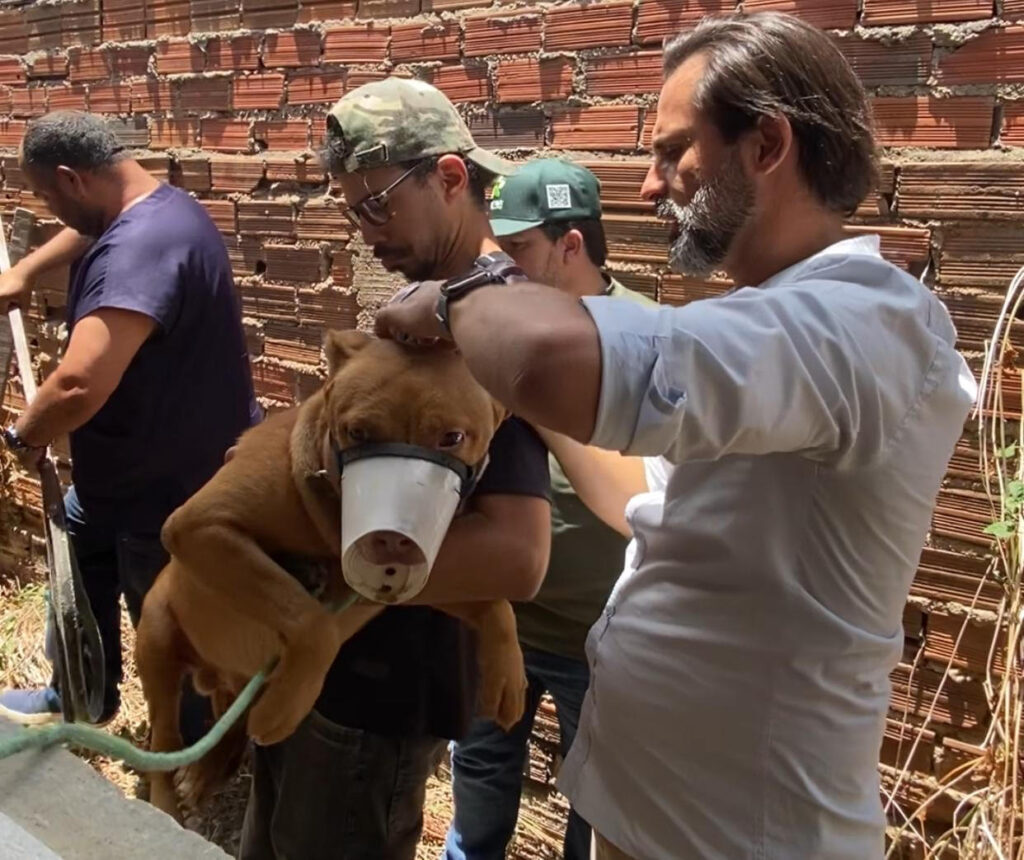 cachorro-1024x860 INÍCIO