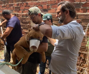 cachorro-300x252 INÍCIO