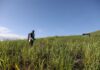 Governo de Pernambuco garante 18 mil toneladas de fertilizantes para fortalecer agricultura familiar canavieira da Zona da Mata