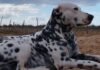 Crueldade extrema: cão é morto a tiros e tem corpo queimado no Sertão de Pernambuco