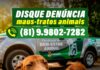 Caruaru ganha Disque-Denúncia exclusivo para proteger animais vítimas de violência; saiba como denunciar