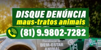 Caruaru ganha Disque-Denúncia exclusivo para proteger animais vítimas de violência; saiba como denunciar