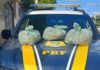 PRF apreende 10 kg de supermaconha em Sertânia