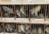 PRF resgata 584 animais silvestres escondidos em caminhonete; carga seria vendida em Caruaru; VEJA VÍDEO