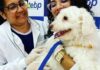 Saiba como vacinar cães e gatos contra a raiva nesta terça-feira em Caruaru