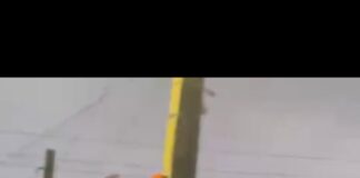REVOLTANTE — Homem é preso em flagrante após ser filmado matando cachorro a pauladas em Gravatá; VEJA VÍDEO