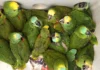 Megaoperação do Ibama na Feira de Caruaru detém 27 pessoas e resgata mais de 500 animais silvestres; VEJA VÍDEO