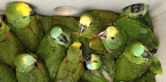 Megaoperação do Ibama na Feira de Caruaru detém 27 pessoas e resgata mais de 500 animais silvestres; VEJA VÍDEO