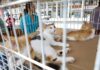 Atenção, donos de pets! Confira as datas da vacinação antirrábica em Caruaru